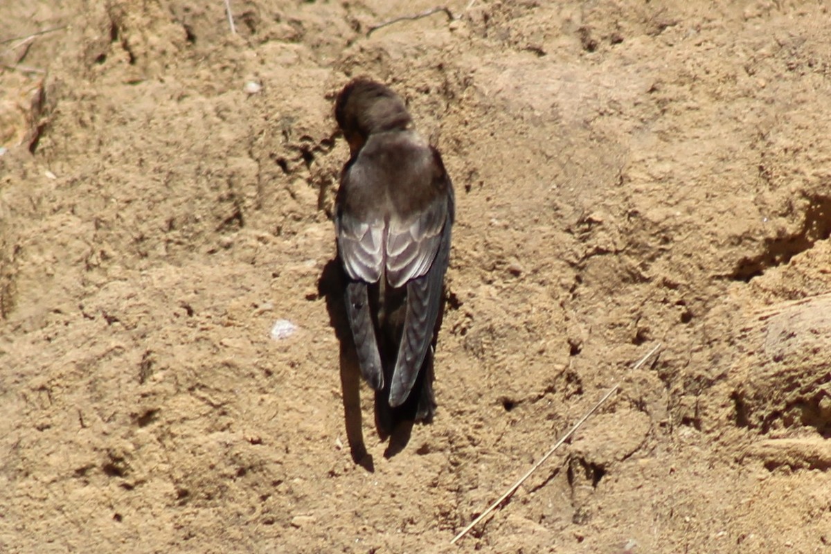 Southern Rough-winged Swallow - ML487673201