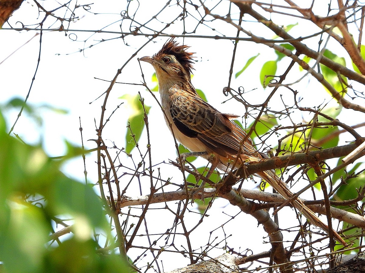 Striped Cuckoo - Luis Urueña - Manakin Nature Tours