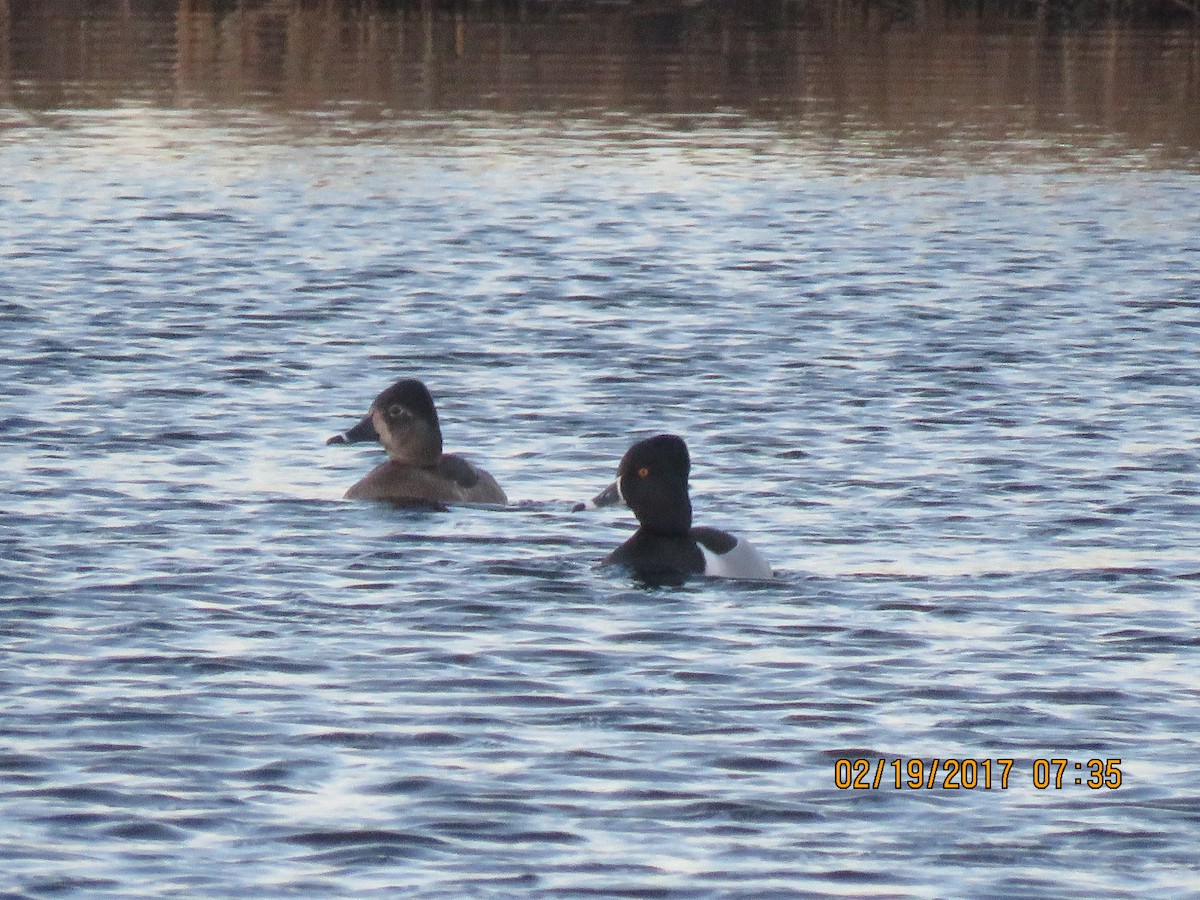Ring-necked Duck - dave chase