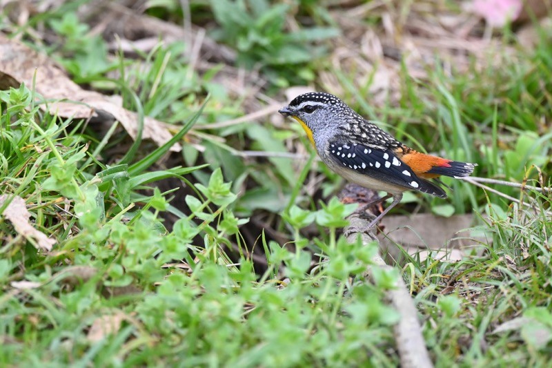 Spotted Pardalote - ML487677231