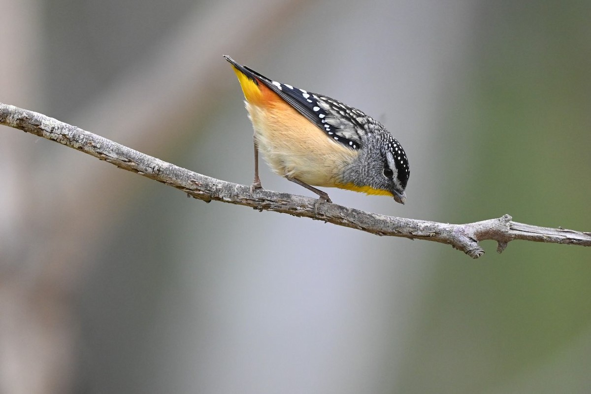 Spotted Pardalote - ML487677241