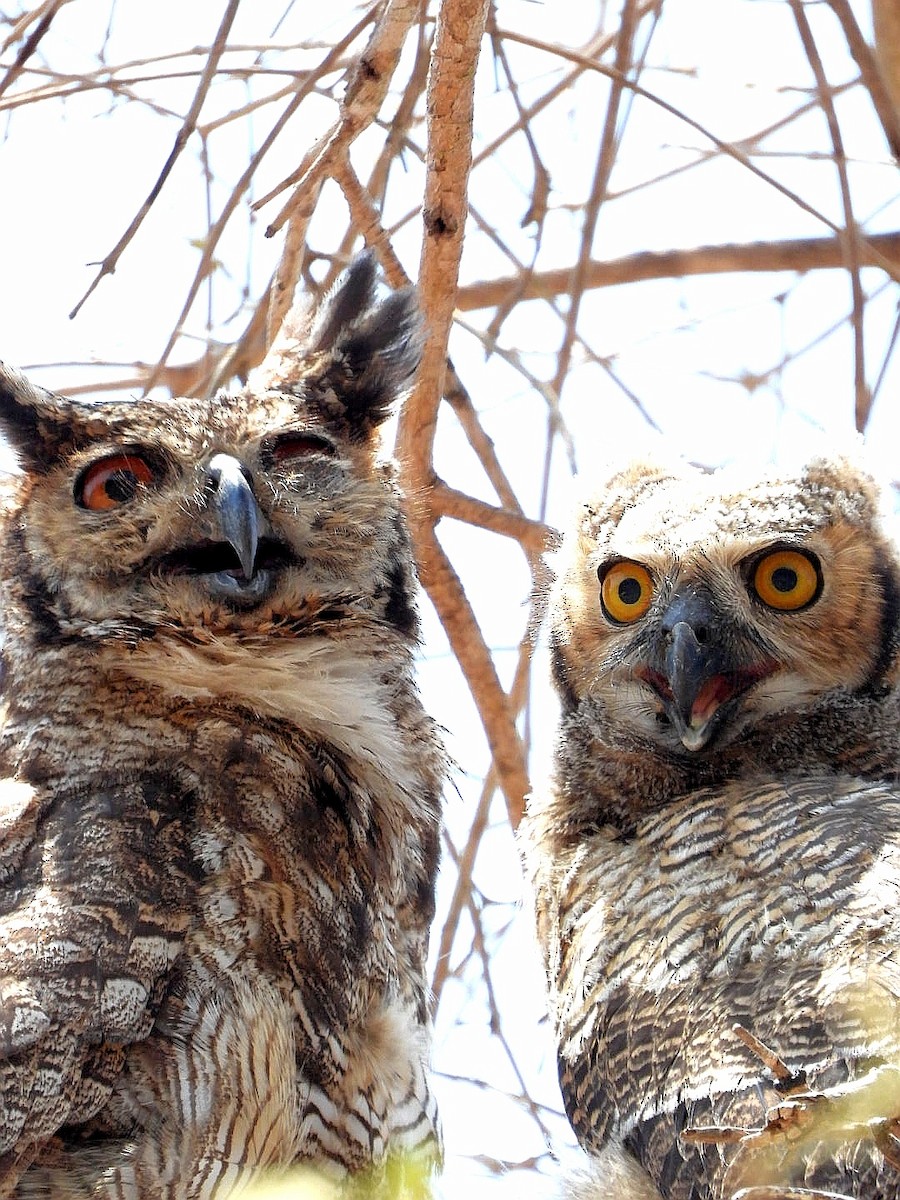 Great Horned Owl - Luis Urueña - Manakin Nature Tours