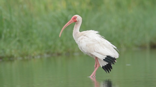  - White Ibis
