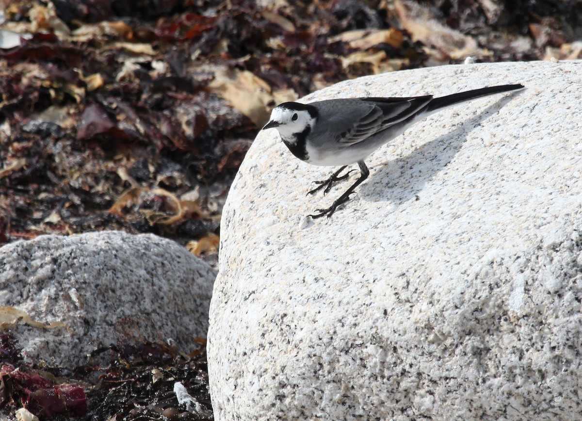 White Wagtail (White-faced) - ML487684131