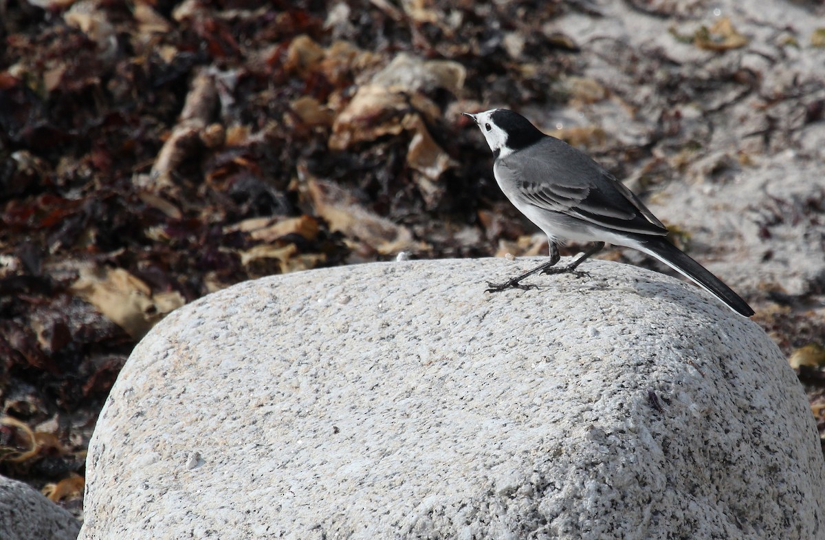 White Wagtail (White-faced) - ML487684141