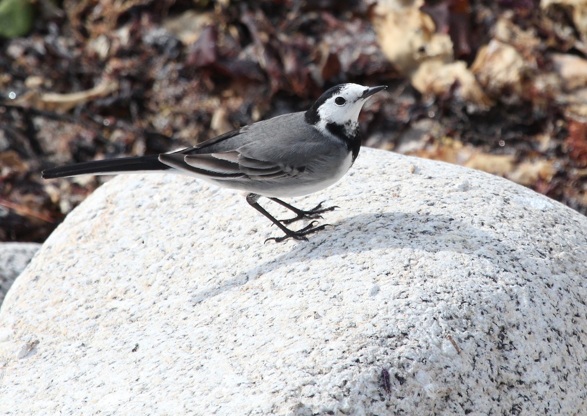 White Wagtail (White-faced) - ML487684151