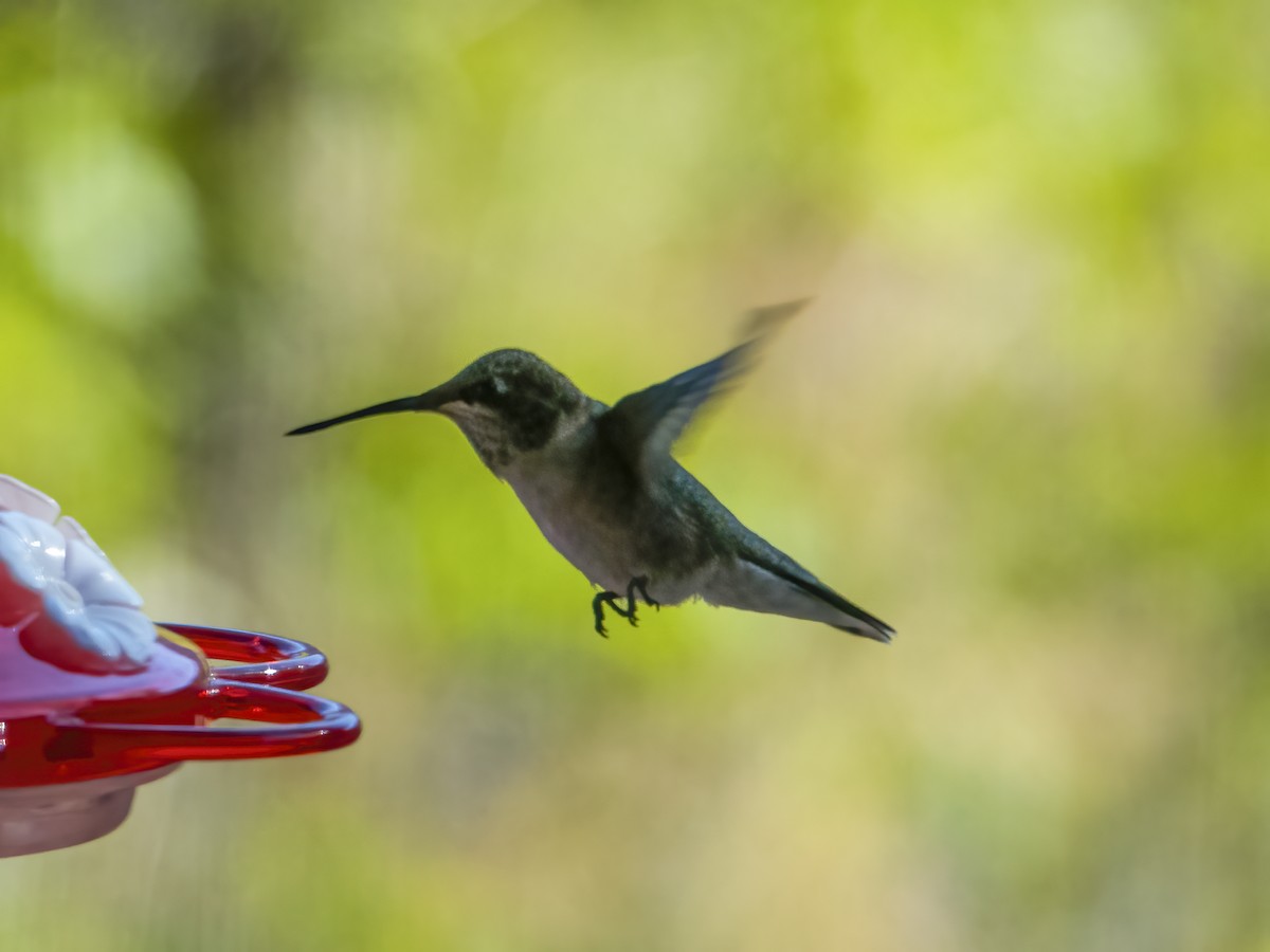 Broad-tailed Hummingbird - ML487684481