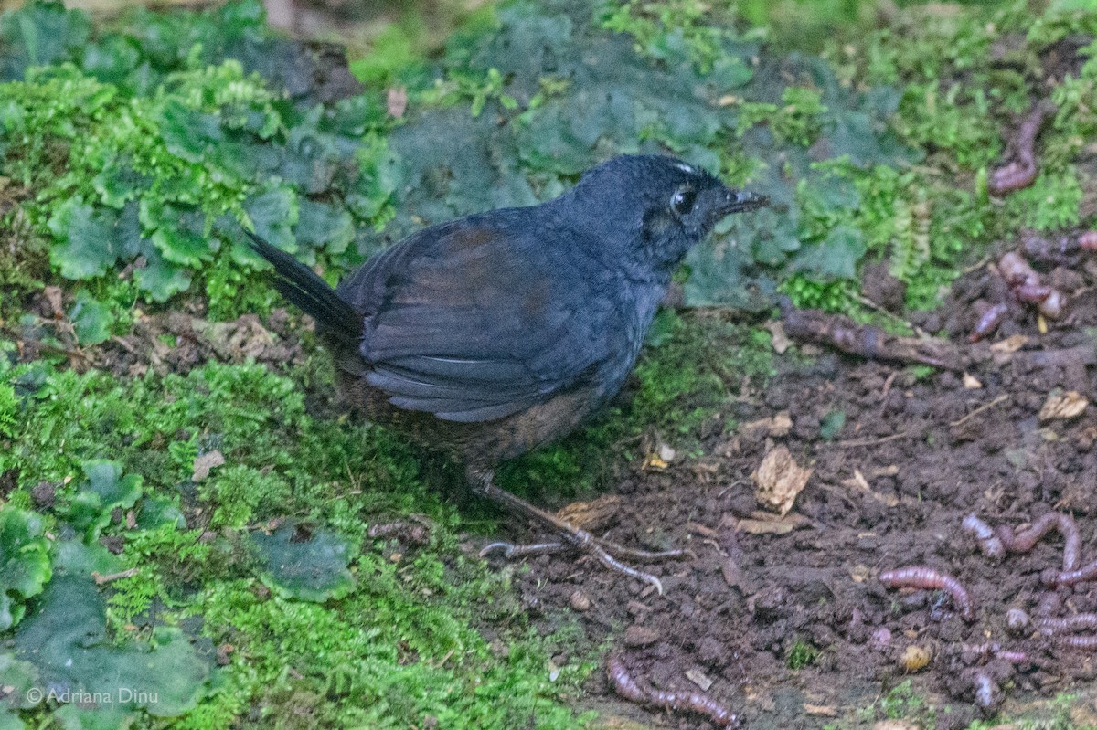 White-crowned Tapaculo - ML487685431