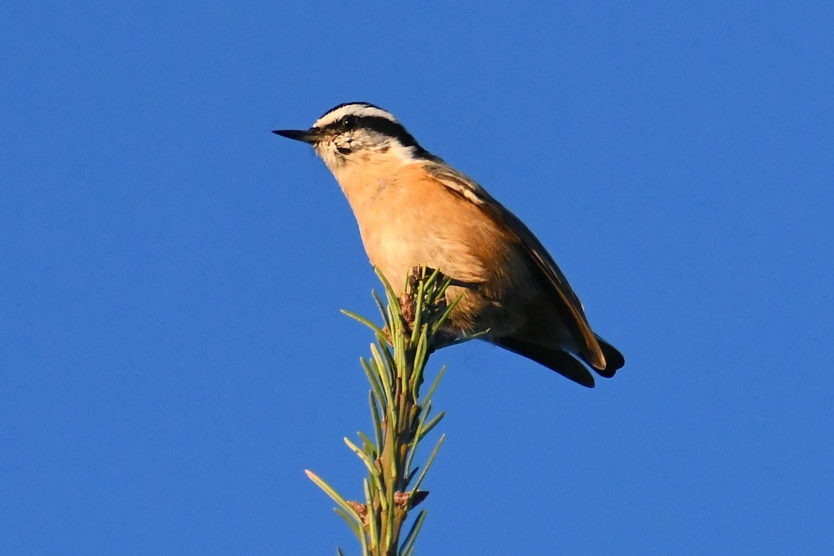 Red-breasted Nuthatch - ML487687891