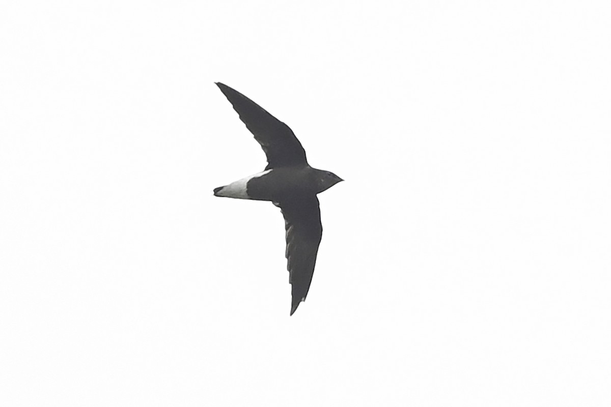 Silver-backed Needletail - ML487696861