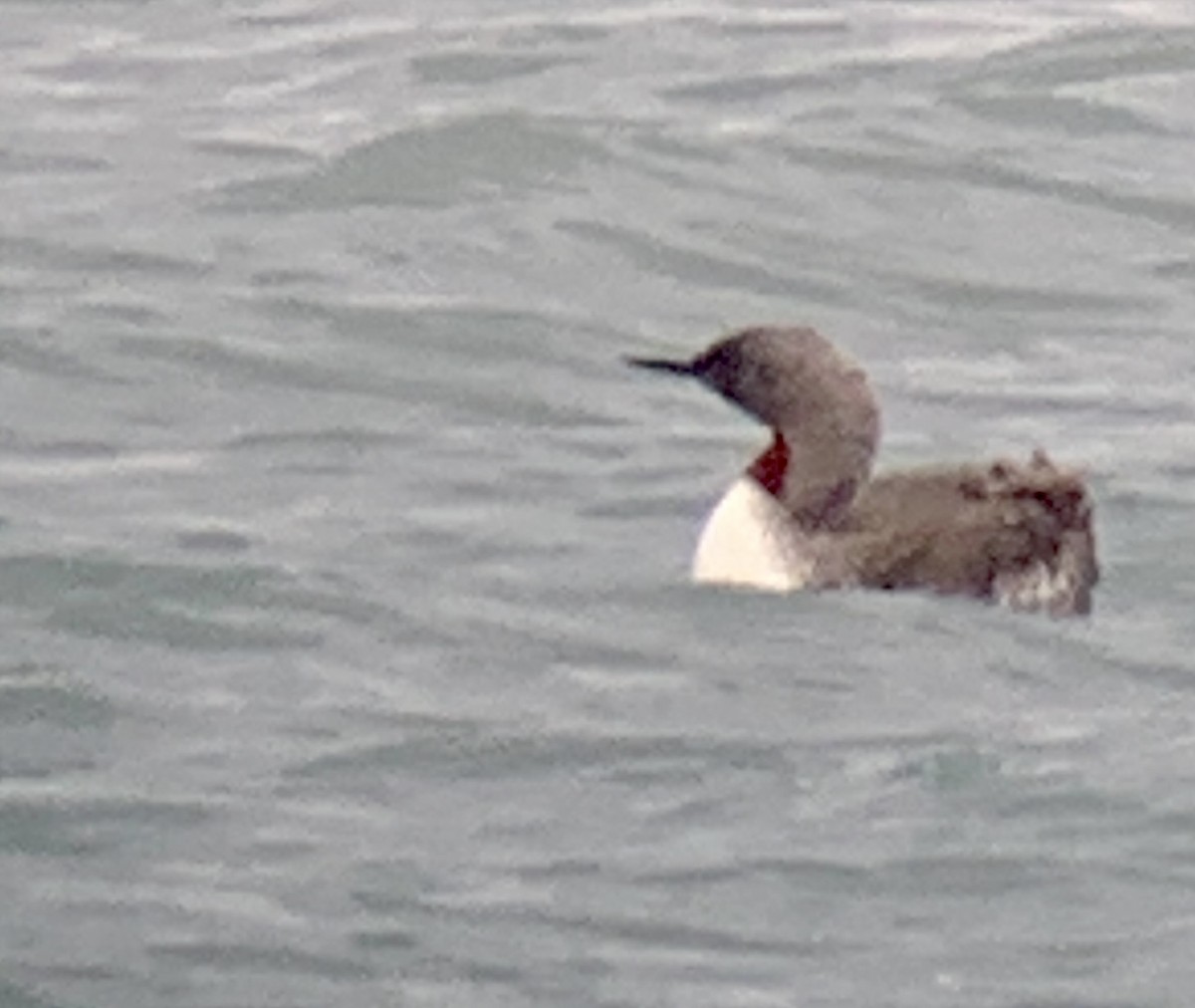 Red-throated Loon - ML487698001