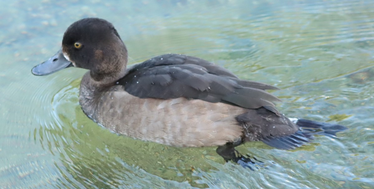 Tufted Duck - ML487700291