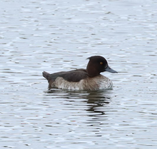 Tufted Duck - ML487701931