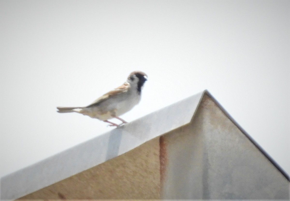 Eurasian Tree Sparrow - ML487705051
