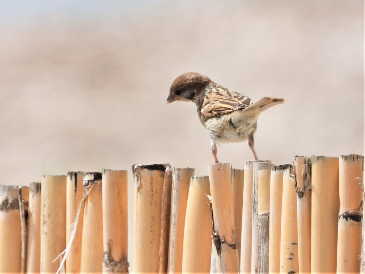 Eurasian Tree Sparrow - ML487705071