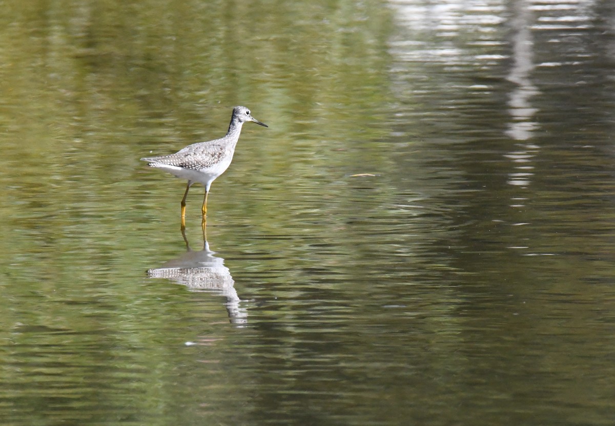 Greater Yellowlegs - Kevin Roth