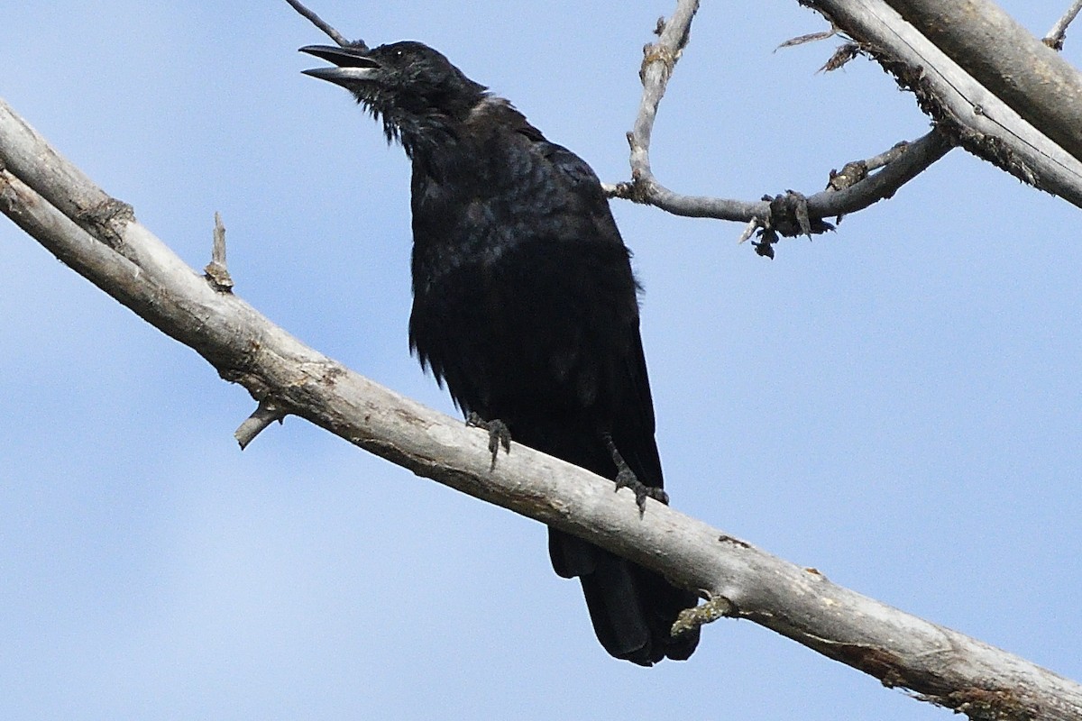 Common Raven - ML487711111