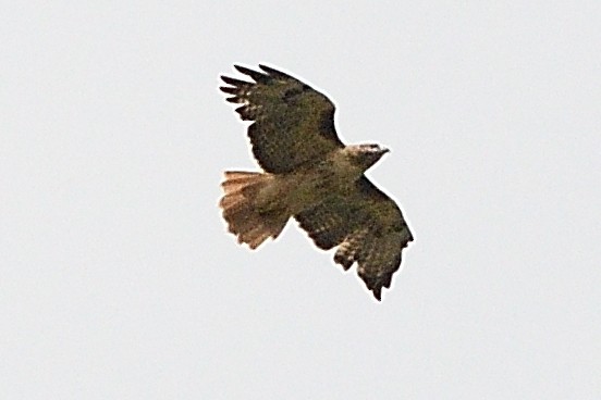 Red-tailed Hawk - ML487713491