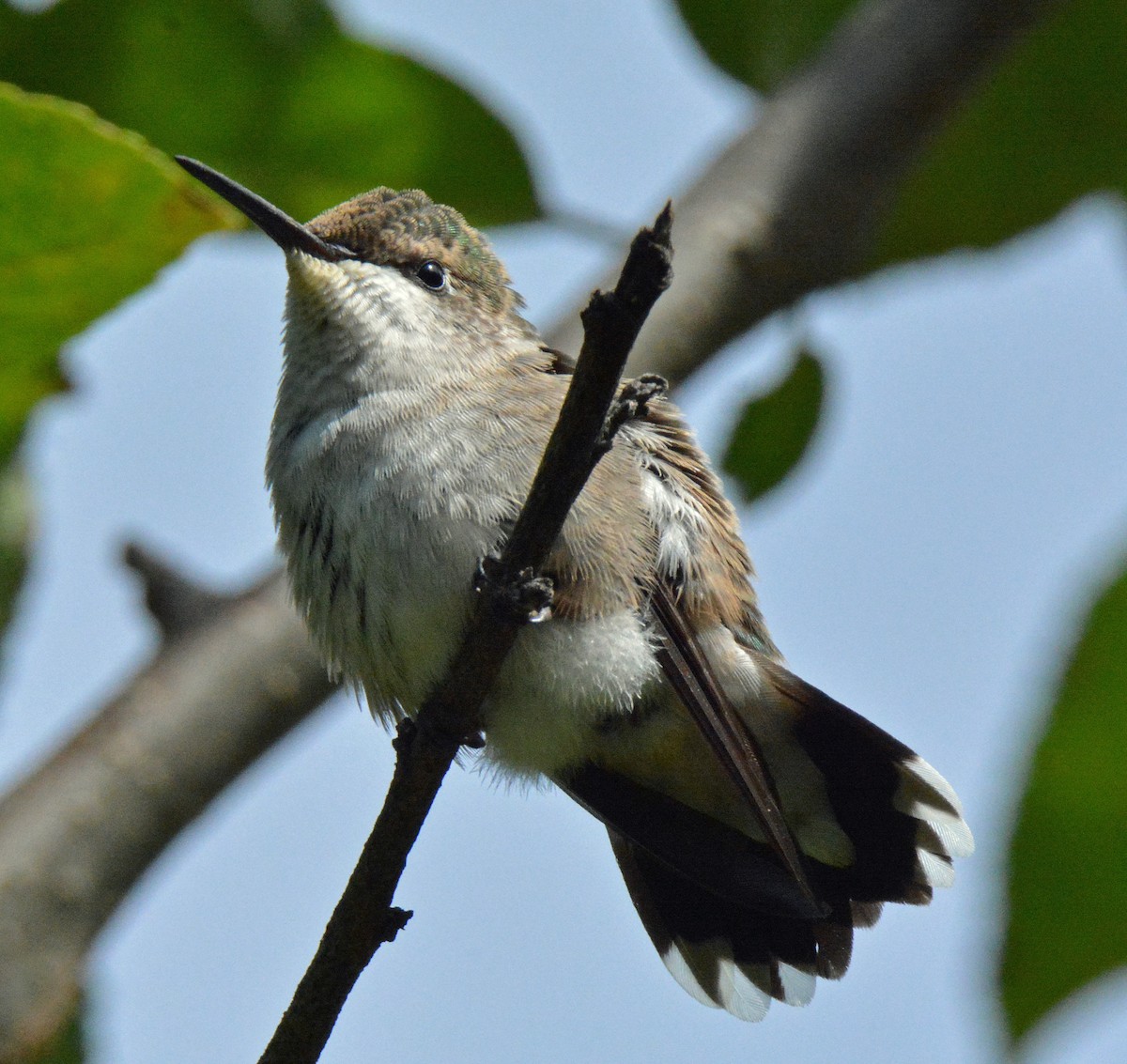 Ruby-throated Hummingbird - Michael J Good