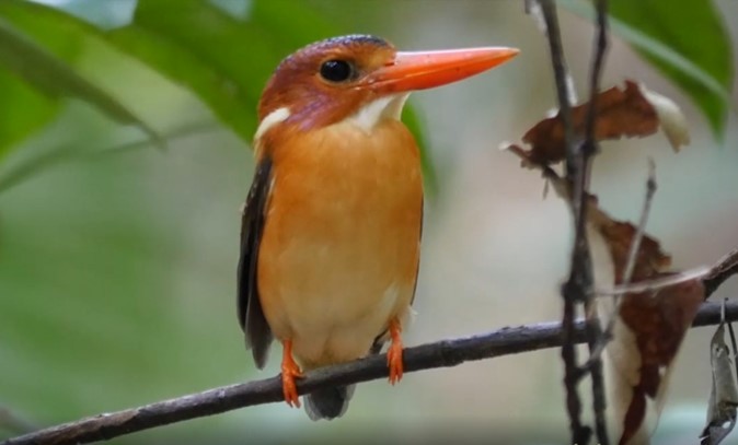 Sulawesi Dwarf-Kingfisher - ML487717561