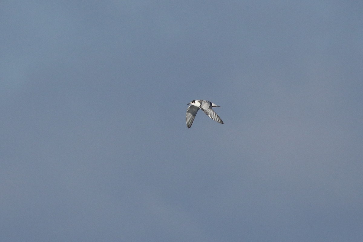 White-winged Tern - ML487717821