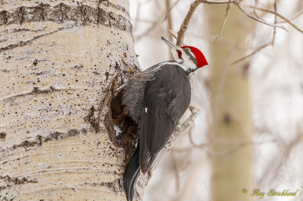 Pileated Woodpecker - Ray  Strickland