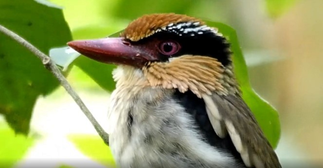 Sulawesi Lilac Kingfisher - Josep del Hoyo