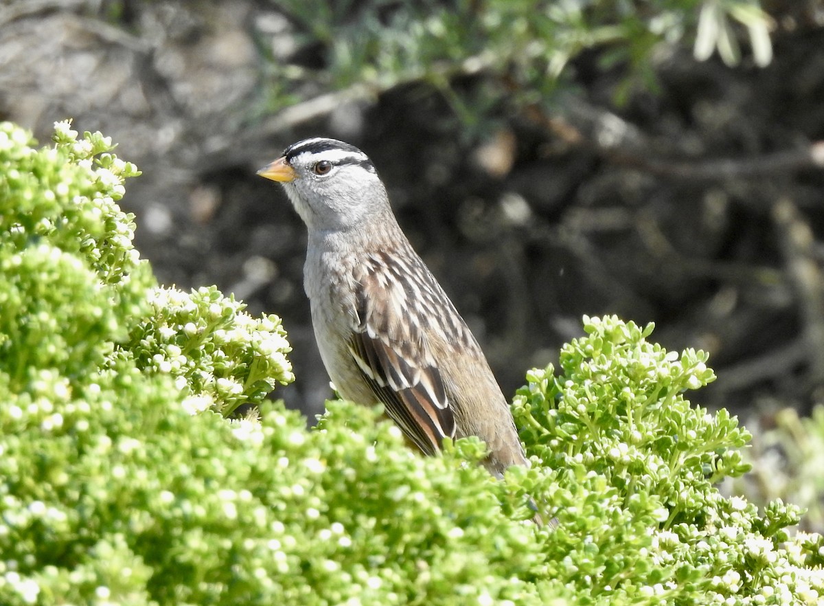 White-crowned Sparrow - ML487720031