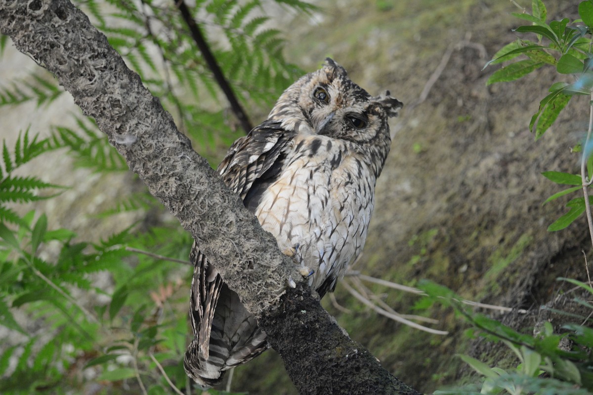 Madagascar Owl - ML487722381