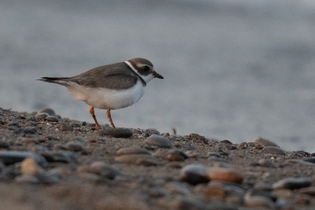 Semipalmated Plover - Ben  Lucking