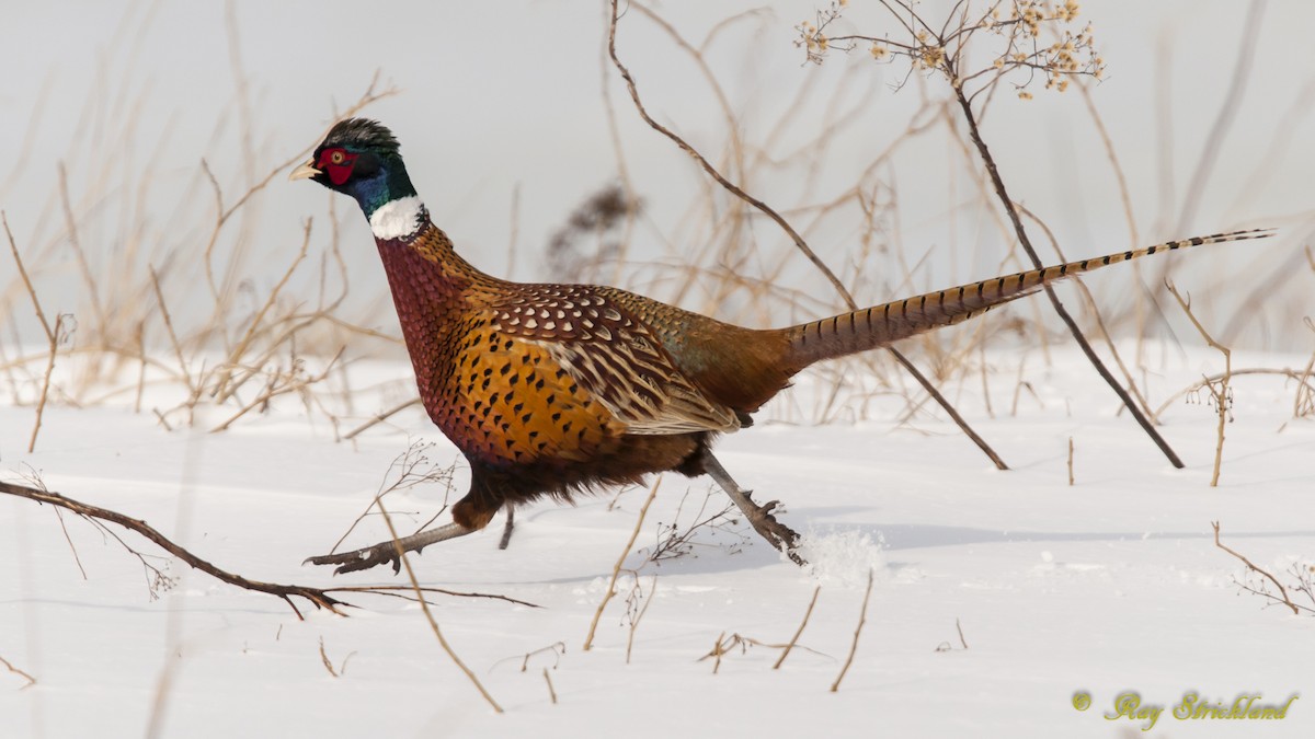 Ring-necked Pheasant - Ray  Strickland