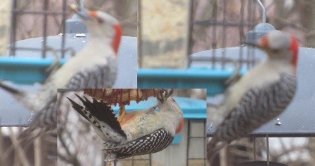 Red-bellied Woodpecker - ML48772881