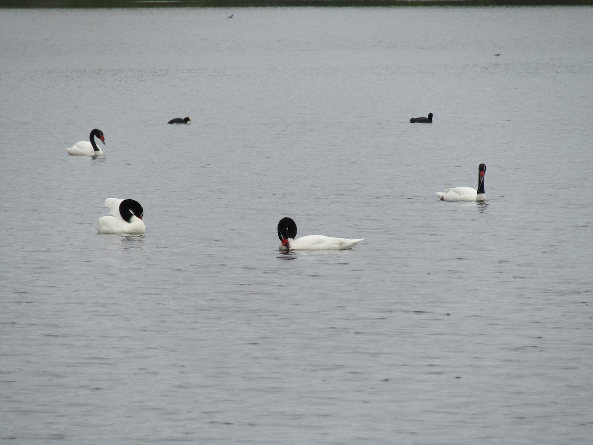 Black-necked Swan - ML487730061
