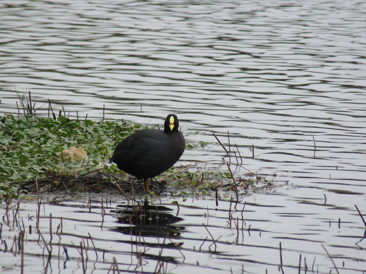 Red-gartered Coot - ML487730301