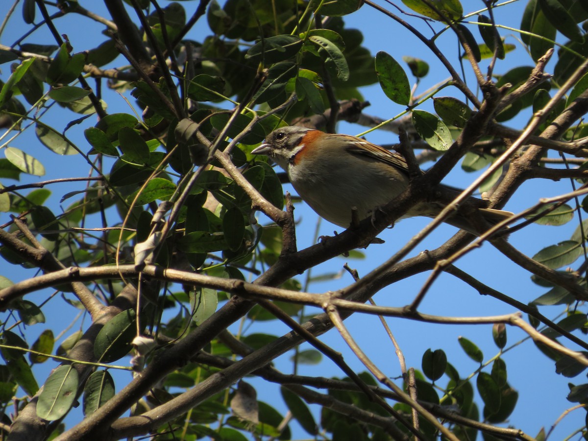 Rufous-collared Sparrow - Alan Martin