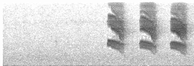 Perlenkehl-Ameisenschlüpfer - ML487735371