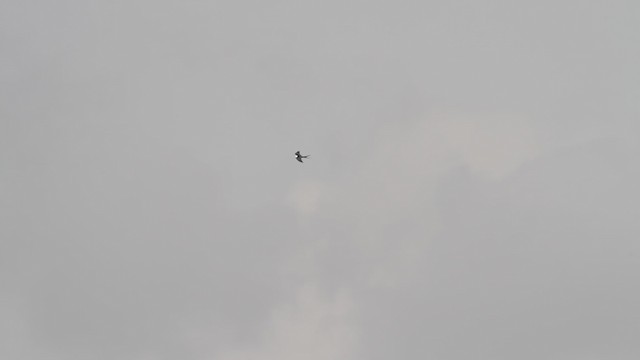 Swallow-tailed Kite - ML487741