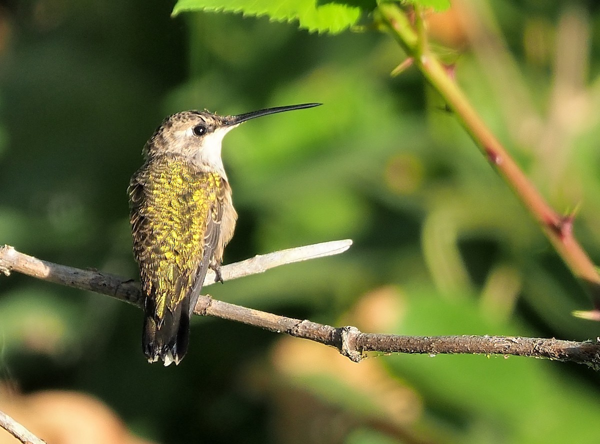 Black-chinned Hummingbird - ML487742641