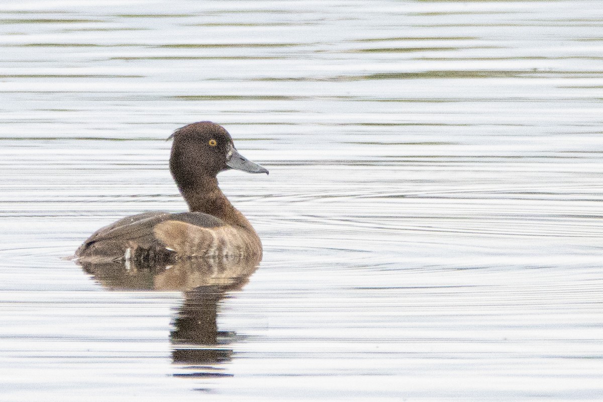 Tufted Duck - ML487745481