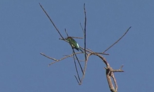 Blue-throated Bee-eater - ML487746551