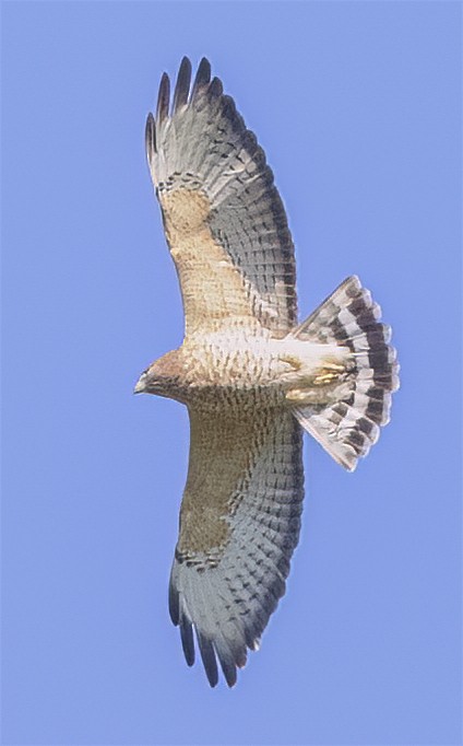 Broad-winged Hawk - ML487746891
