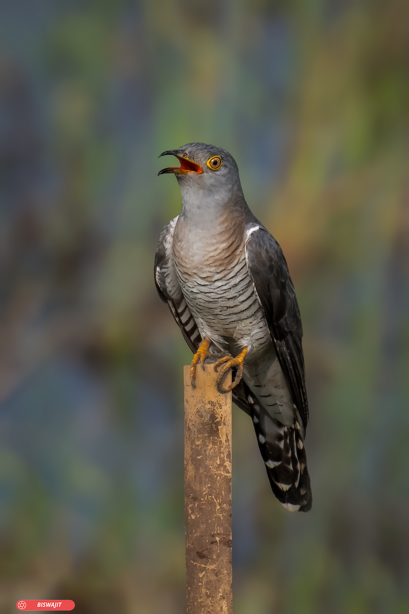 Common Cuckoo - ML487749491