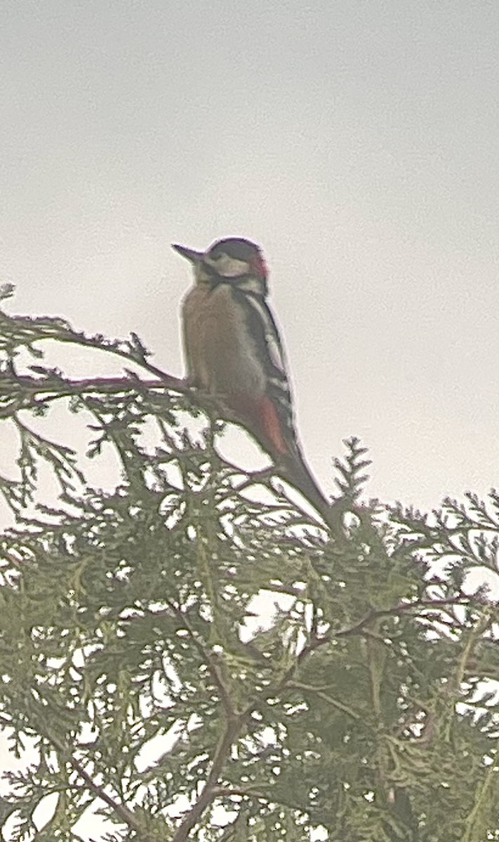 Great Spotted Woodpecker - ML487749951