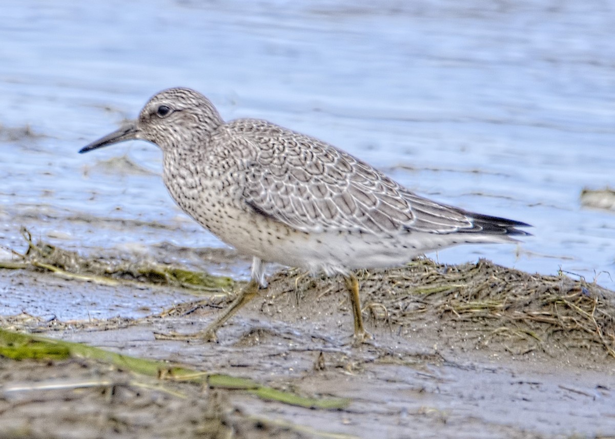 Red Knot - ML487751311