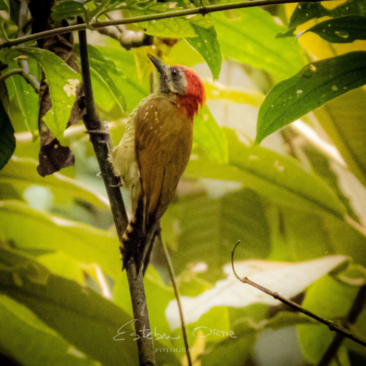 Yellow-vented Woodpecker - ML487753501