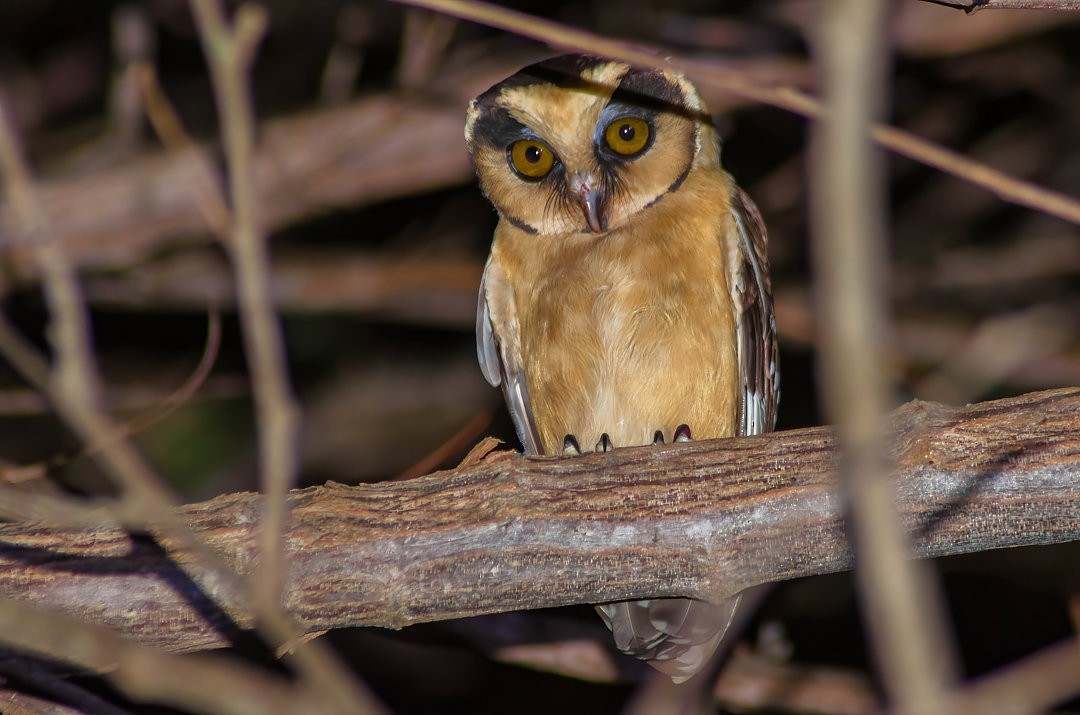 Buff-fronted Owl - ML487759671