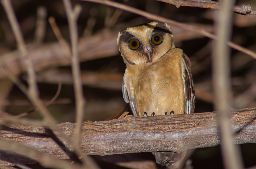 Buff-fronted Owl - ML487759681