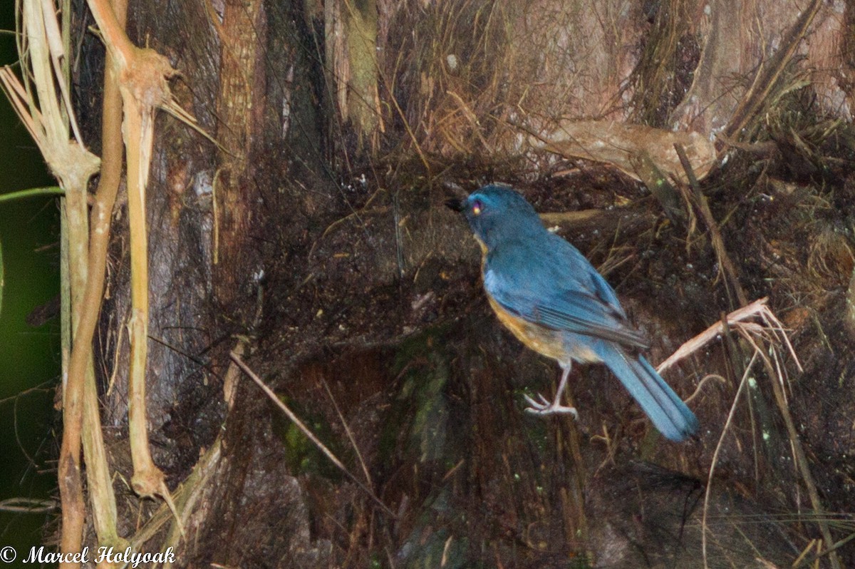 Sulawesi Blue Flycatcher (Sulawesi) - ML487765671