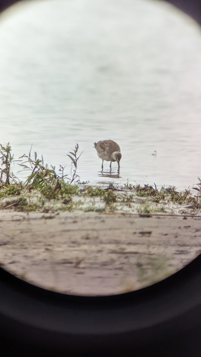 eBird Checklist 26 Sep 2022 RN de PointeYamachiche 31 species