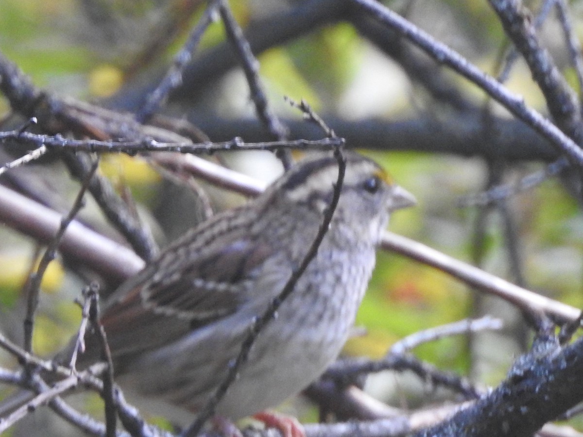 White-throated Sparrow - ML487767181